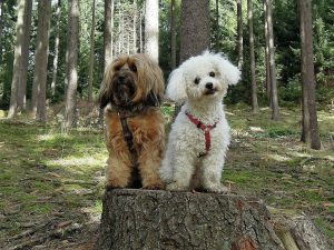 Zwei kleine Hunde sitzen im Wald auf einem Baumstamm.