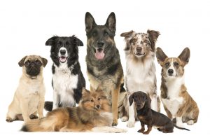 Viele Hunde verschiedenster Rassen sitzen vor einem weißen Hintergrund.
